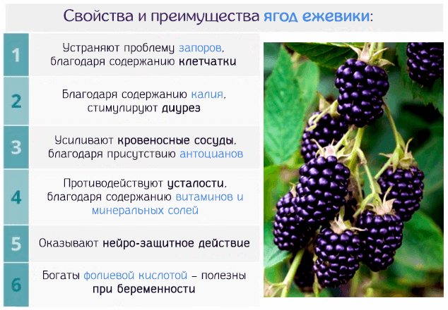 Тутовник: польза и вред для организма, шелковица это ягода или фрукт, полезные свойства, фото