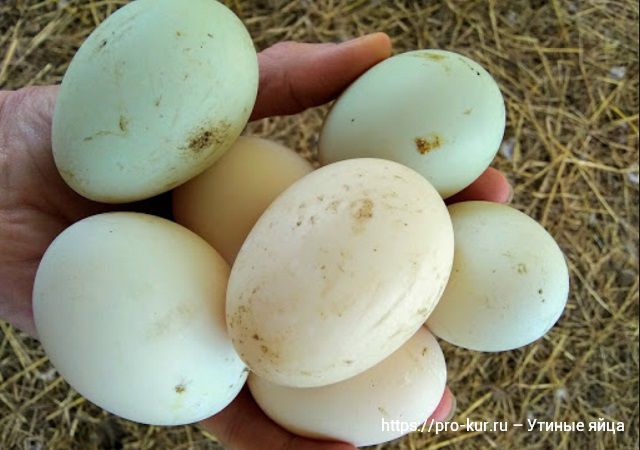 Инкубационное яйцо утки: сроки и условия хранения, правила отбора