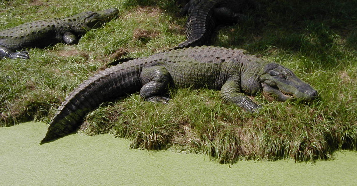 ✅последствия наркотика крокодил | влияние крокодила на органы наркомана