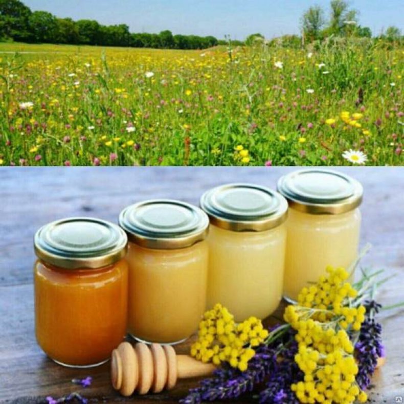 Мед разнотравье - полезные свойства, отличия, виды, характеристики