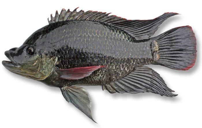 Тилапия (рыба) - вред и польза, калорийность, состав, как приготовить рыбу тилапию.