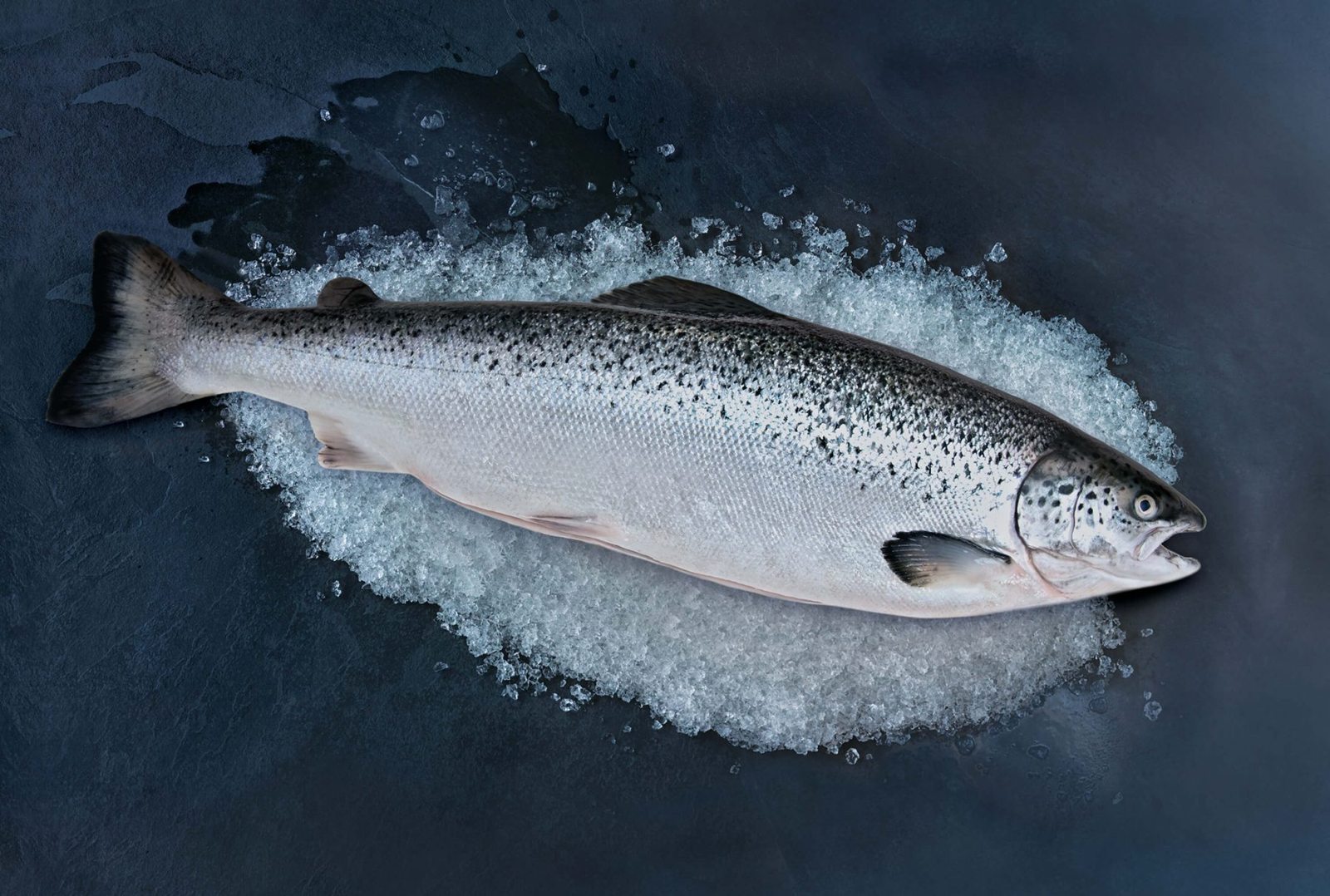 Семга - 91 фото вкусного и полезного атлантического лосося