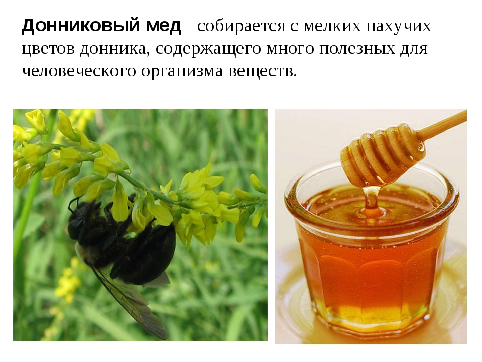 Полезные свойства и противопоказания к донниковому меду Применение в народной медицине Как его правильно употреблять и сколько хранить