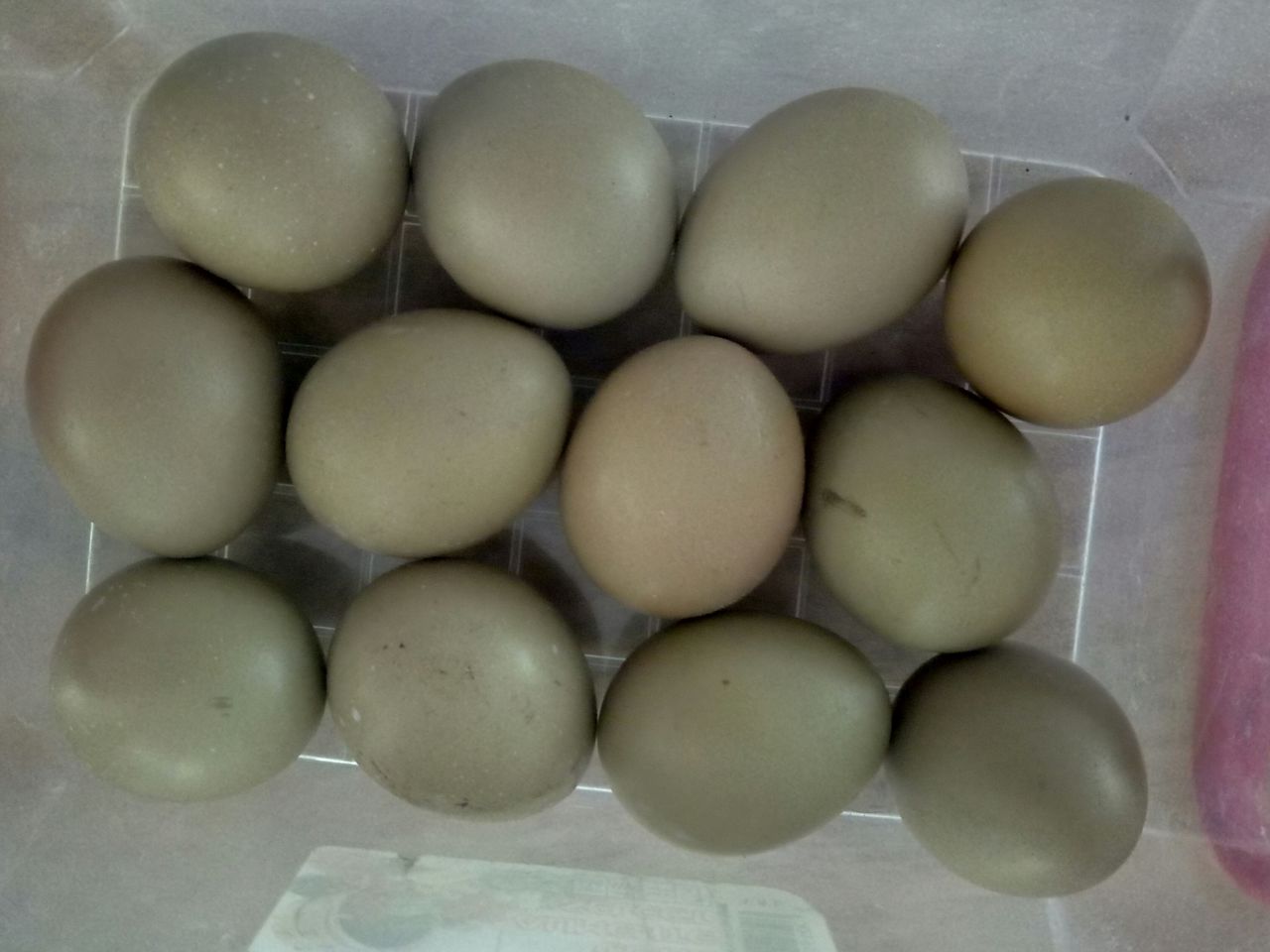Инкубация фазаньих яиц: режим в домашних условиях и температура, срок, а также таблица selo.guru — интернет портал о сельском хозяйстве