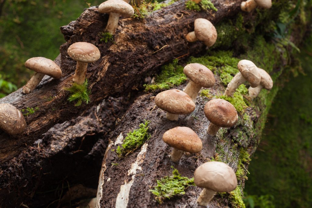 Грибы шиитаке: фото, отзывы и свойства. польза и вред китайских грибов шиитаке