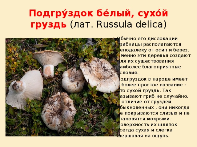 Грузди грибы - фото и описание: разновидности, фотографии