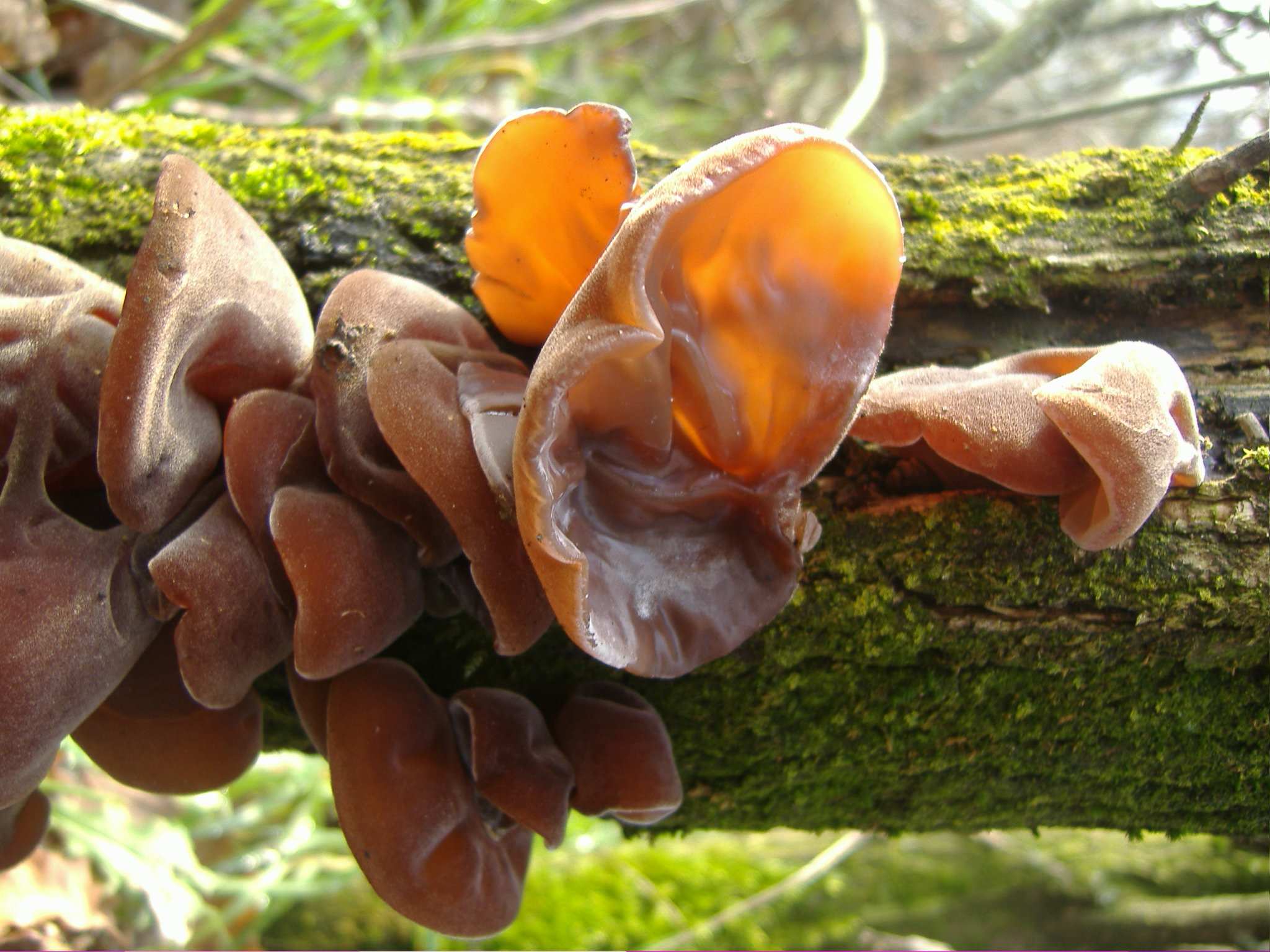 Древесные грибы польза и вред калорийность