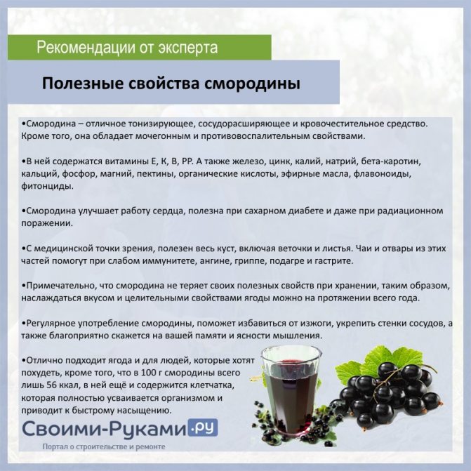 Вредные и полезные свойства креветок - худеем911.ру - помощь женщинам в похудении.