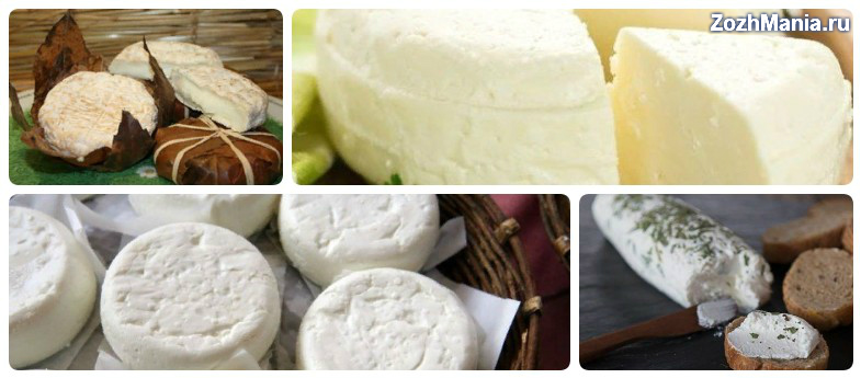 Как сделать сыр из козьего молока в домашних условиях: лучшие простые и вкусные рецепты