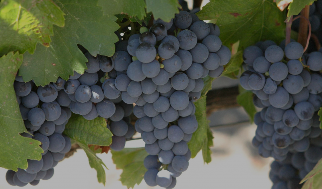 Виноград изабелла: состав, особенности выбора и употребления
