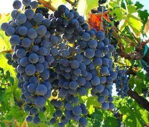 Виноград изабелла - польза для организма и возможноый вред