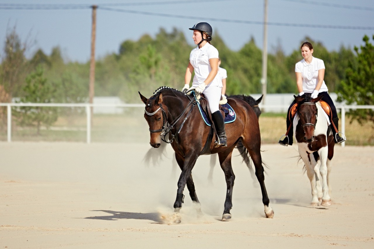 Верховая езда на лошадях: польза и правила езды, экипировка, фото