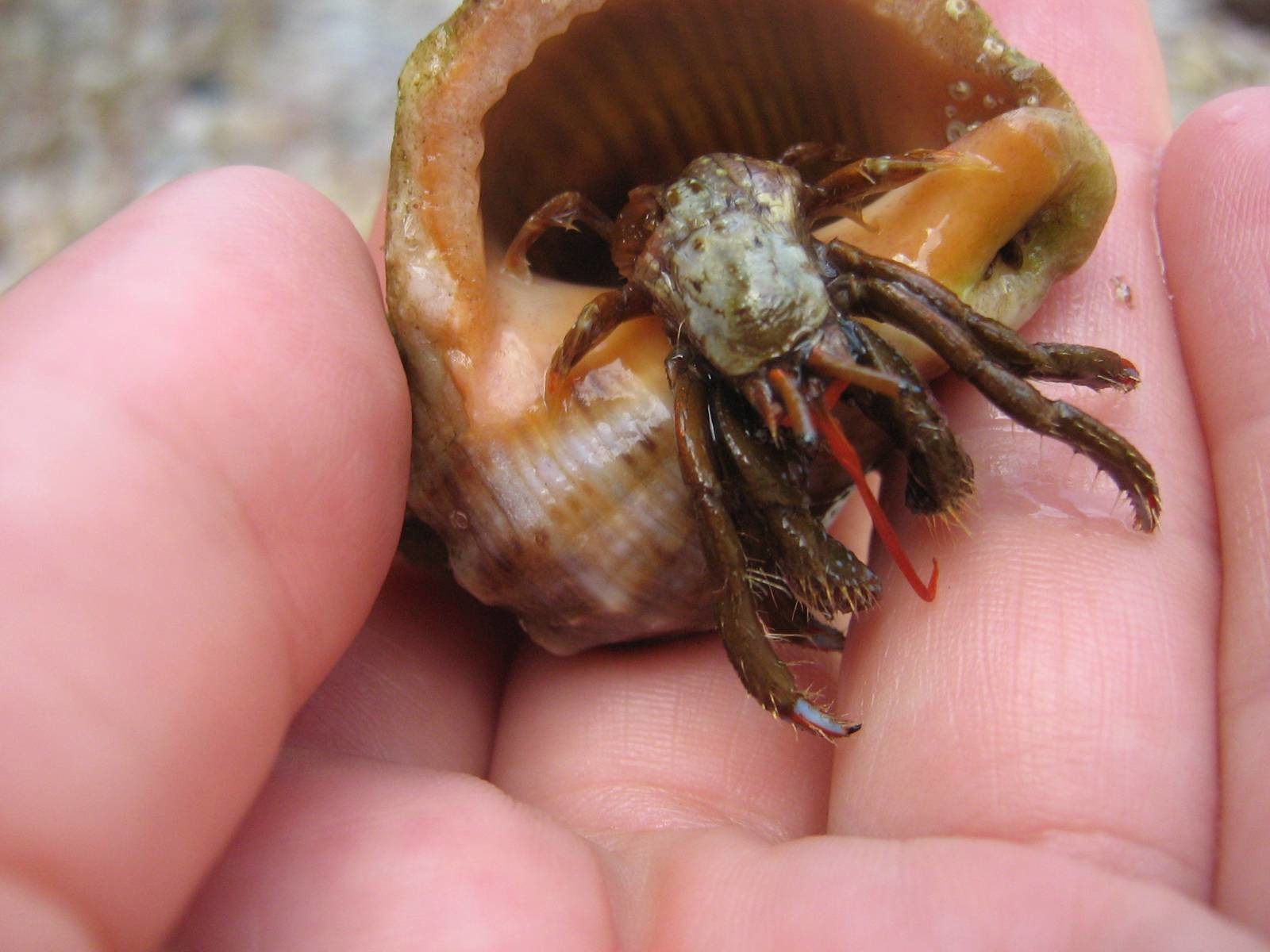 Рапаны: фото и описание моллюсков