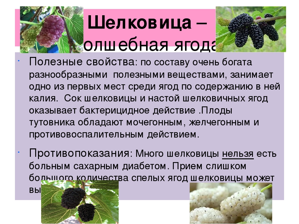 Польза и вред шелковицы (тутовника), свойства, фото ягоды и дерева