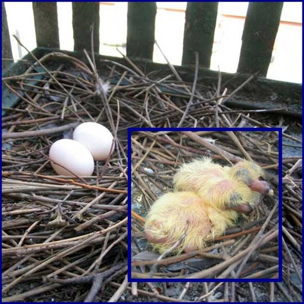 Съедобные птичьи гнезда – состав, виды, рецепты блюд