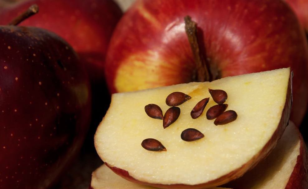 Полезные свойства яблочных косточек и признаки отравления