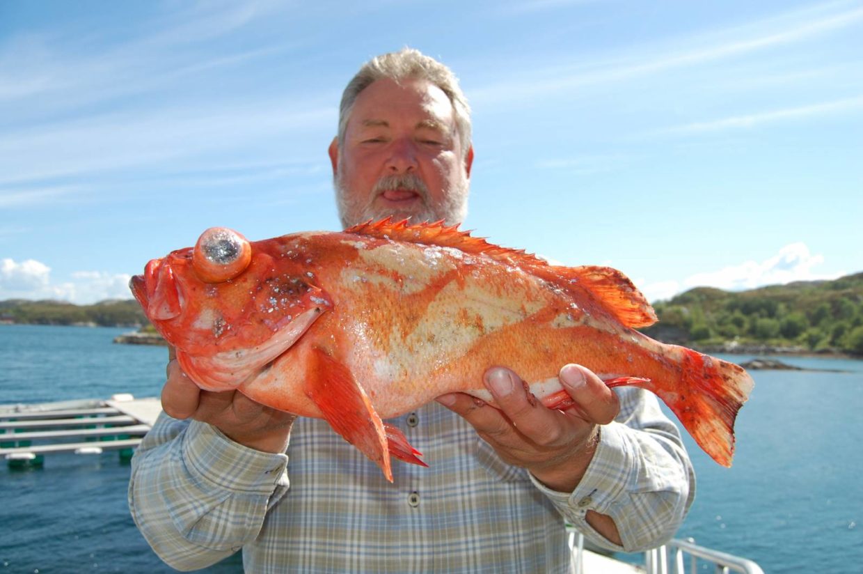 Морской окунь: польза и вред красной рыбы для организма, состав и калорийность, полезные свойства и противопоказания