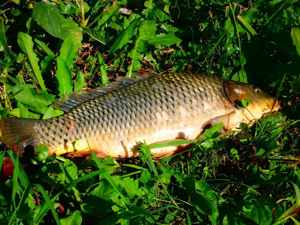Сазан польза и вред для организма — ловись рыбка