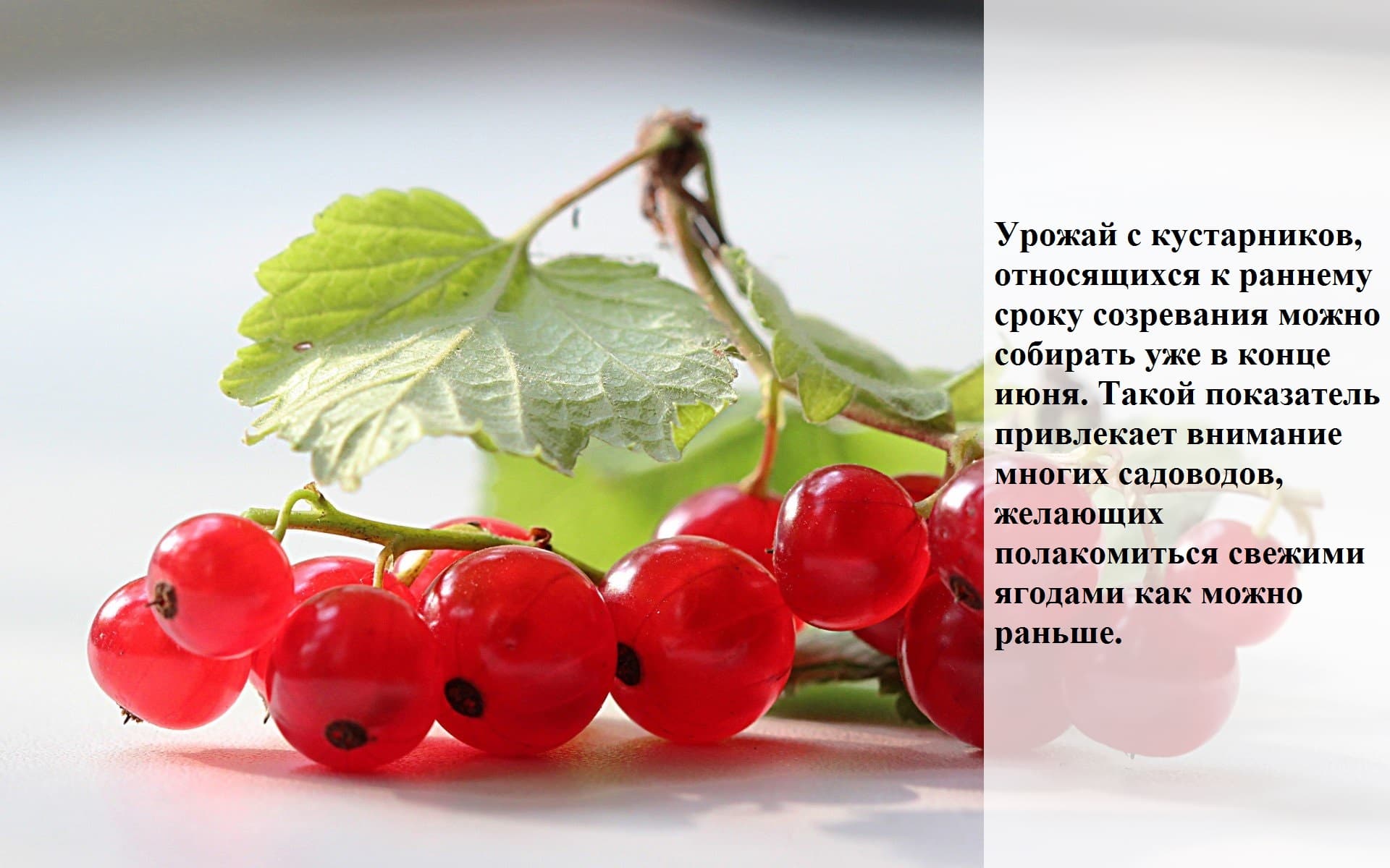 Смородина красная - описание, состав, калорийность и пищевая ценность - patee. рецепты