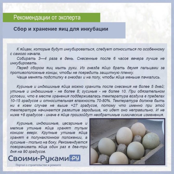Гусиные яйца: едят или нет, размер, как приготовить