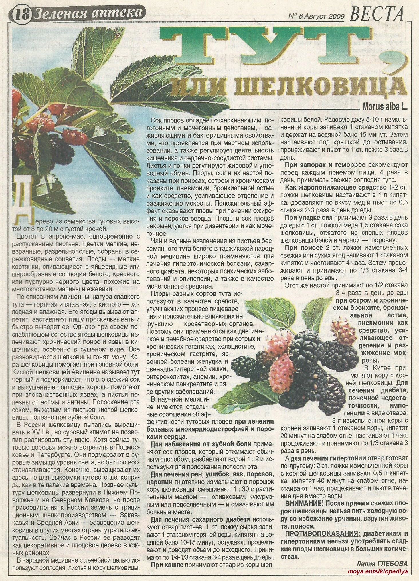 Полезные свойства шелковицы: состав ягод, их польза и вред для организма, противопоказания