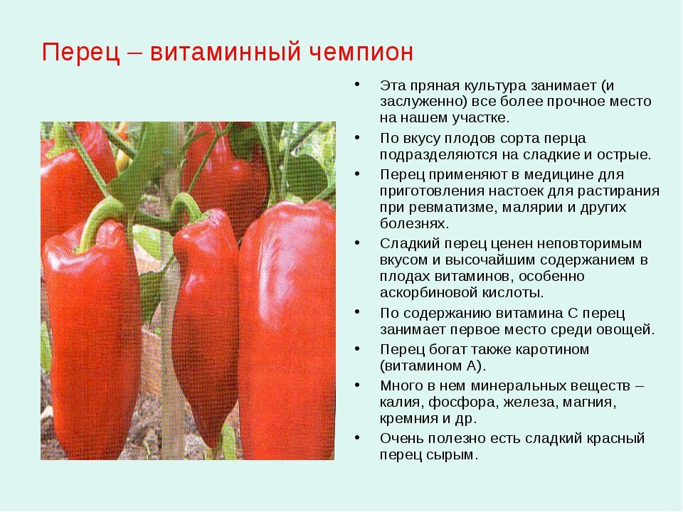 Полезный болгарский перец - калорийность, витамины и минералы в составе
