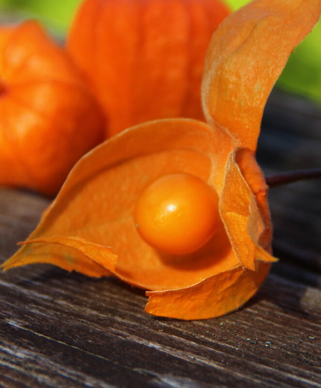 Физалис – оранжевое чудо на даче
