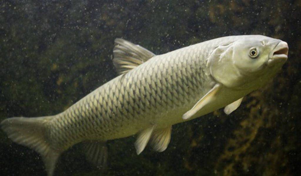 Полезные свойства рыбы белого амура: описание, состав