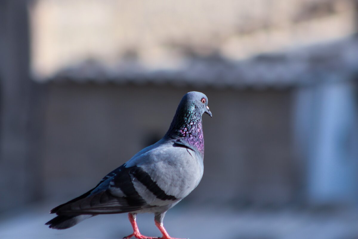 Описание голубя - виды и характеристики, чем питаются