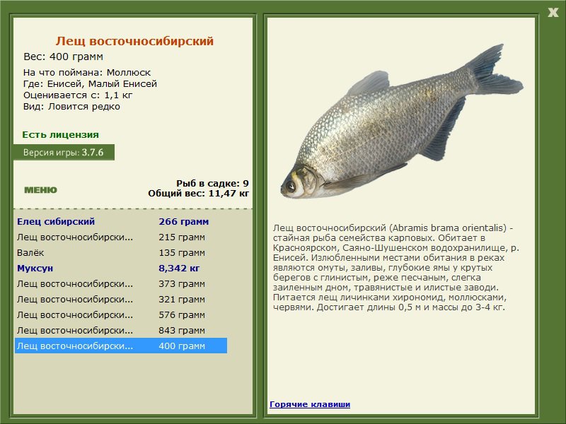 Польза и вред леща: химический состав и питательная ценность Как правильно выбрать и приготовить рыбу Противопоказания и отзывы потребителей