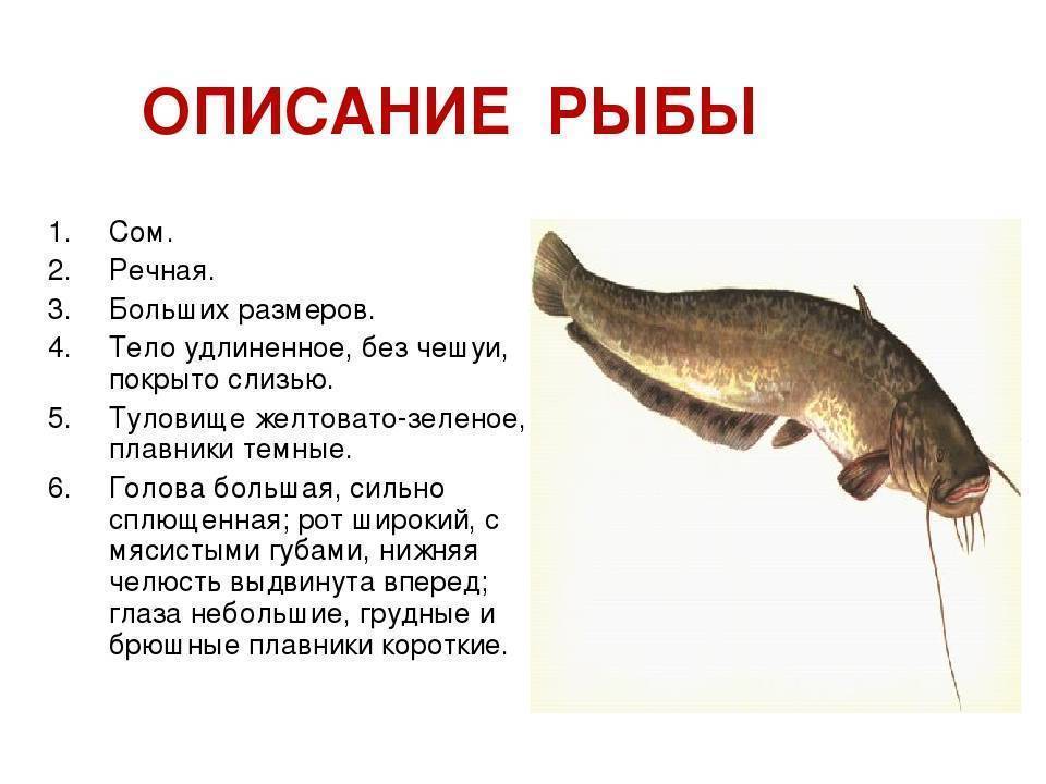 Что за рыба пелядь ? и ее описание: где водится рыба сырок, польза и вред от употребления, фото рыбы