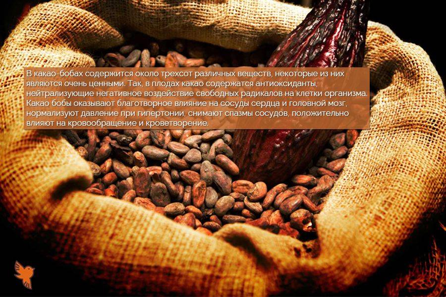 Какао: польза и вред для здоровья человека, противопоказания