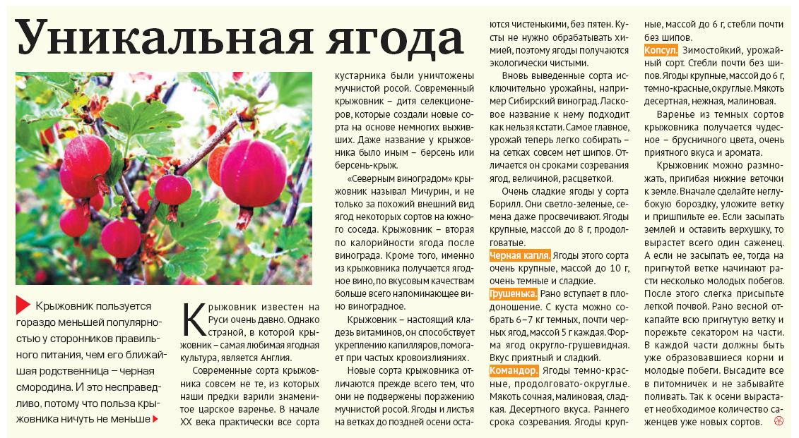 Крыжовник: полезные свойства и противопоказания листьев и ягод, применение в народной медицине