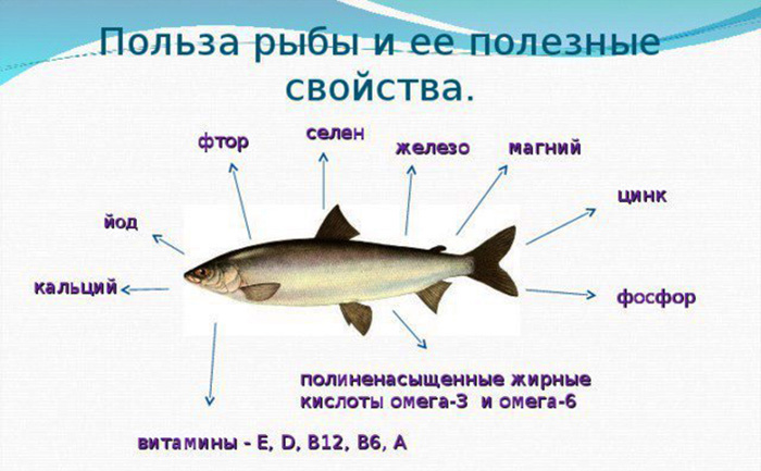 Рыба плотва содержание полезных веществ, польза и вред, свойства