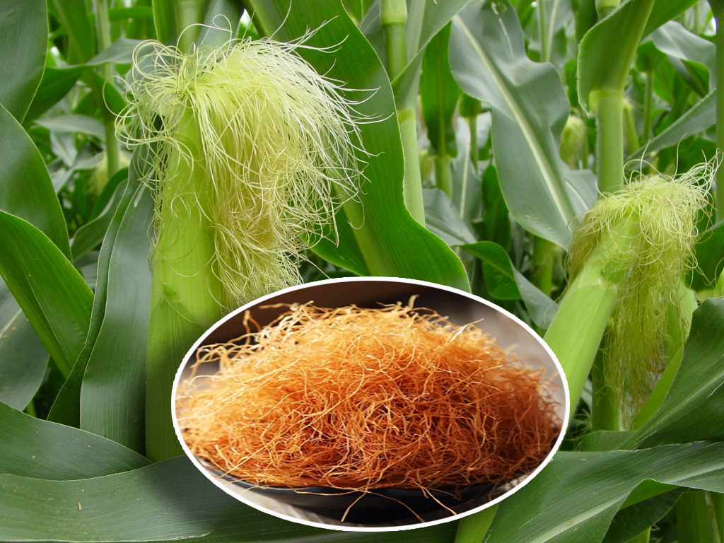 Кукуруза?: полезные свойства и калорийность | food and health