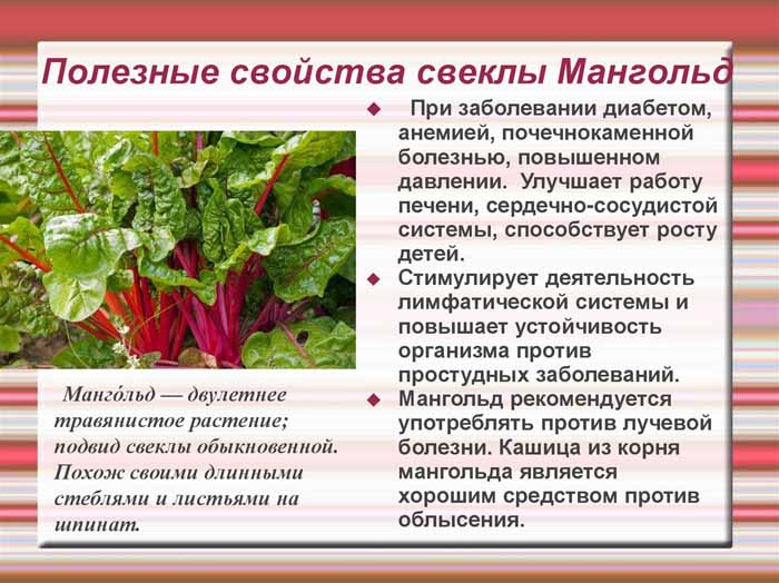 Мангольд – свекла без корнеплода — floraprice.ru