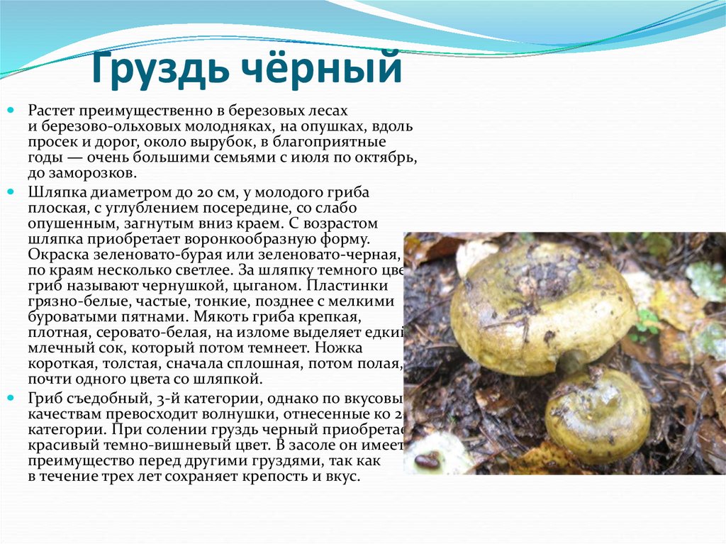 Груздь черный или млечник чахлый: фото, описание и рецепты приготовления гриба