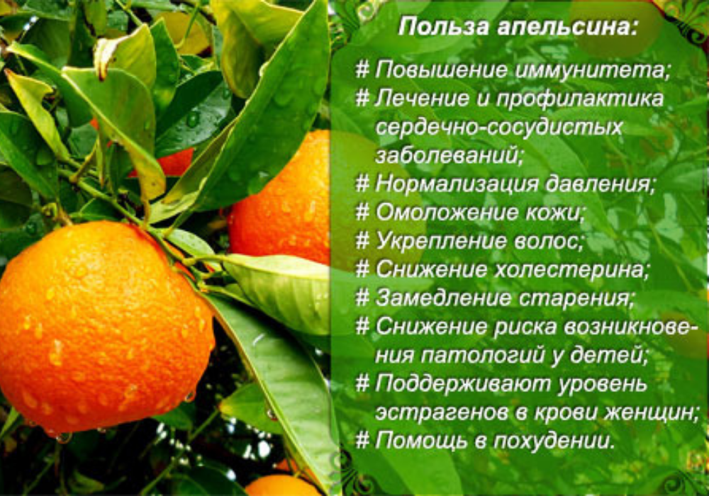 Апельсин: что за фрукт, где растет, состав, польза, вред, применение