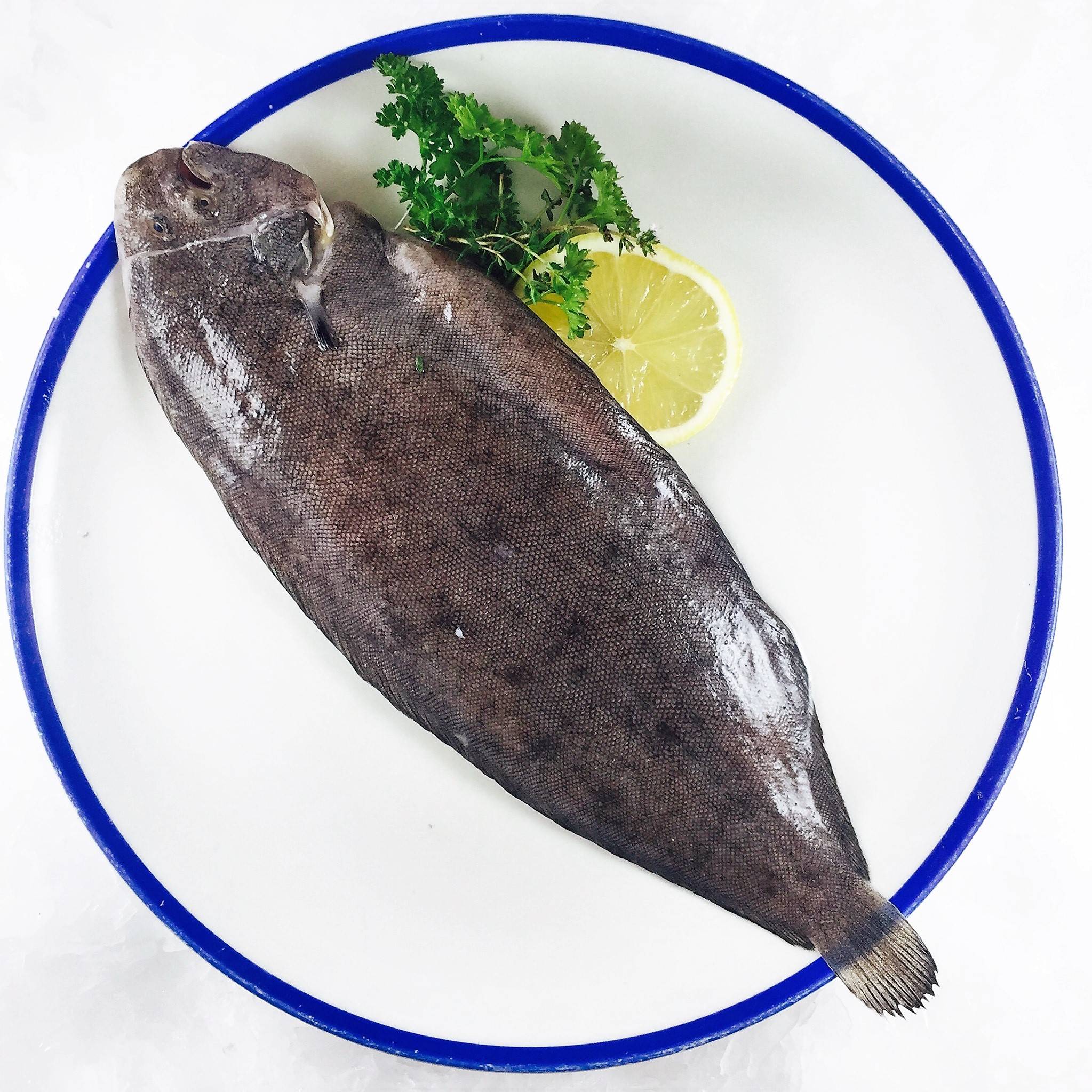Морской язык что за рыба: польза и вред, где обитает, отличие от пангасиуса