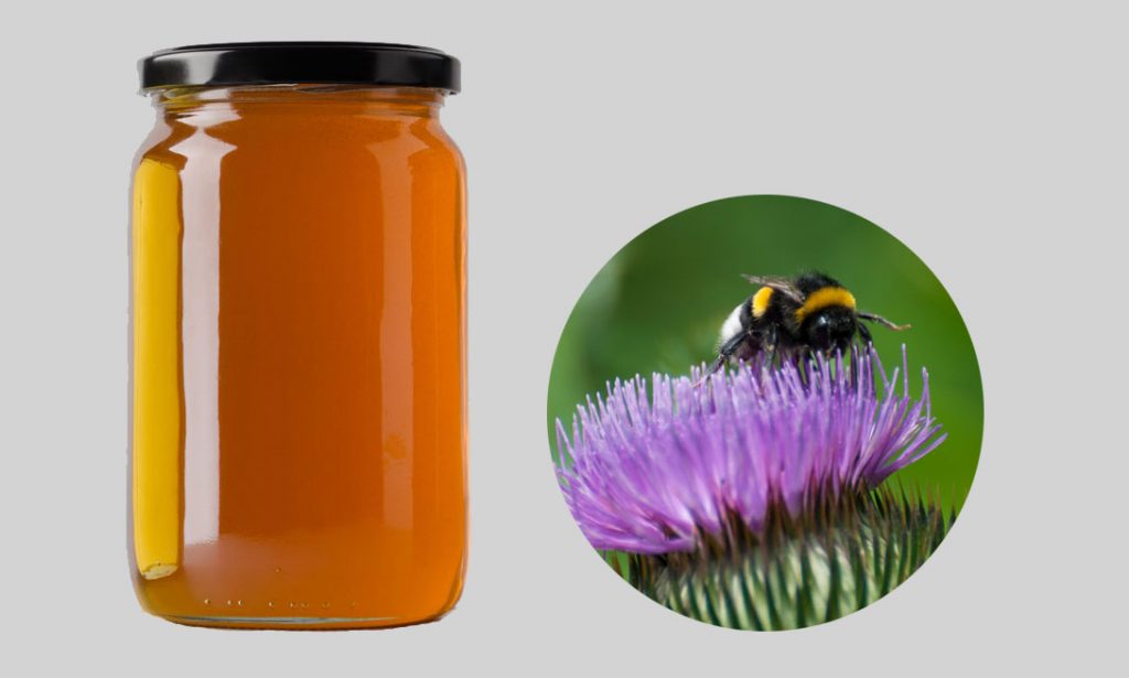 Мёд из расторопши - описание. полезные свойства. рецепты. состав - медовый сундучок