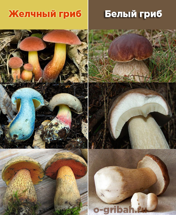 Подосиновик белый – фото и описание гриба