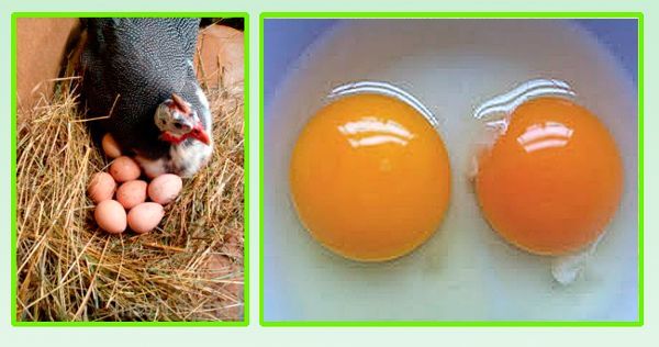 Когда начинают нести яйца цесарки: как часто и с какого времени несутся, свойства яиц