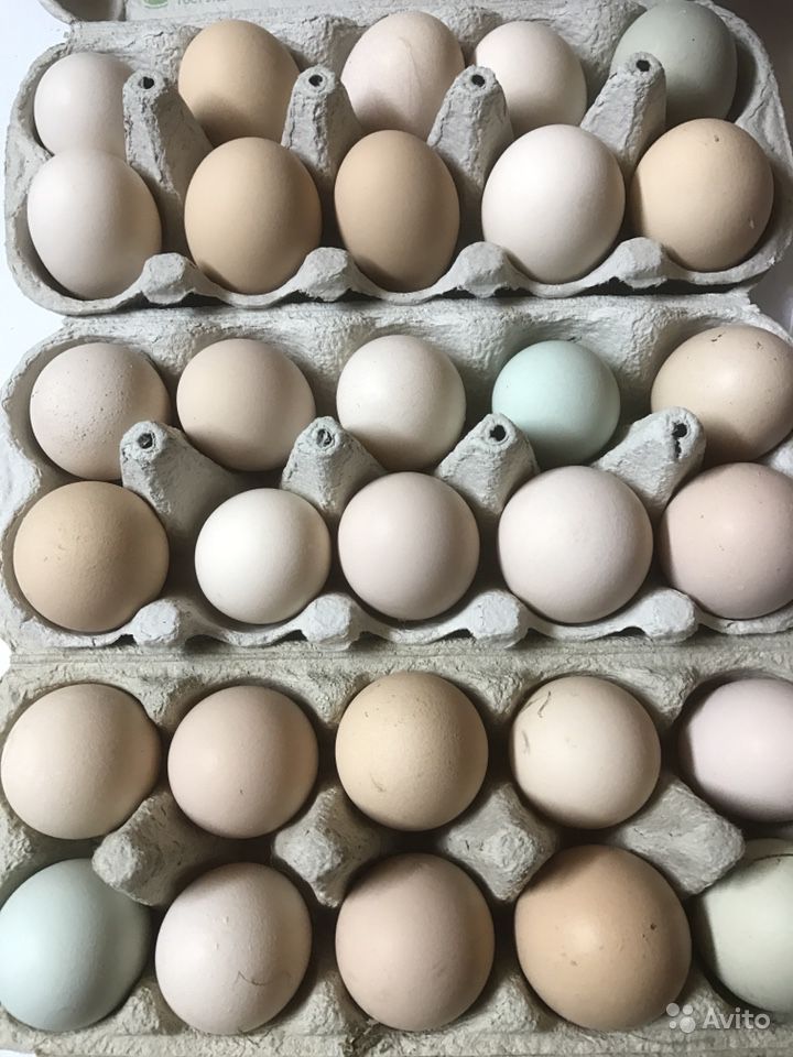 Польза и вред утиных яиц, употребление в пищу и в косметологии