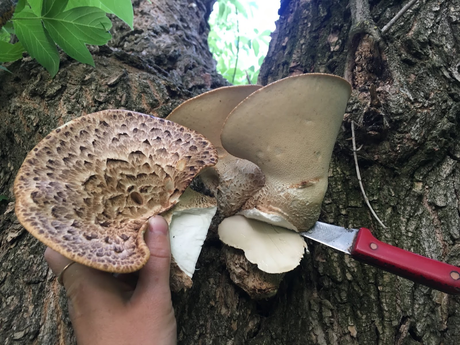 Широко распространенный древесный гриб: характеристика трутовика чешуйчатого