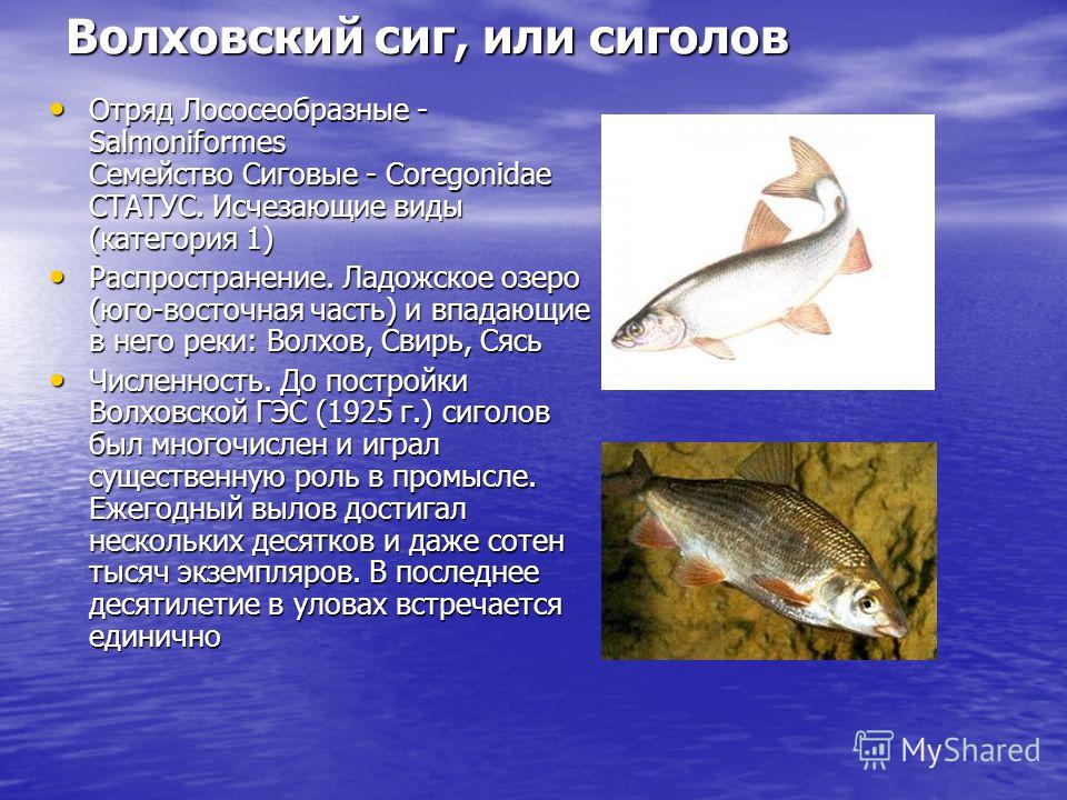 Польза и вред рыбы сиг и его икры
