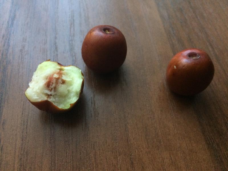 Яблочные косточки: польза и вред | польза и вред