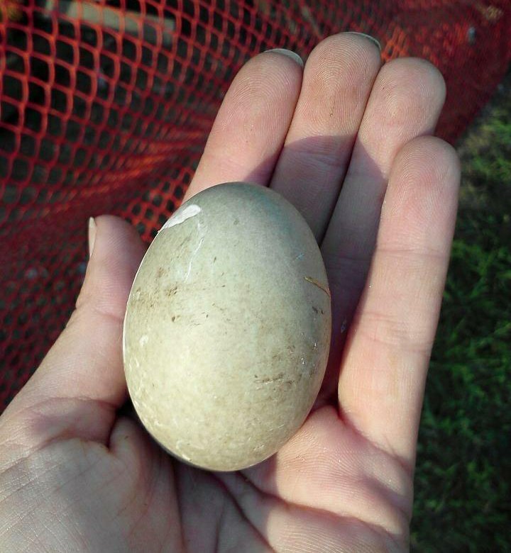 Утиные яйца: польза, в чем вред, как готовить, применение для кожи лица и волос