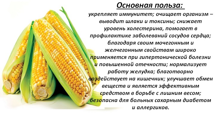 Кукуруза – польза для здоровья, вред и противопоказания, состав, выбор початка