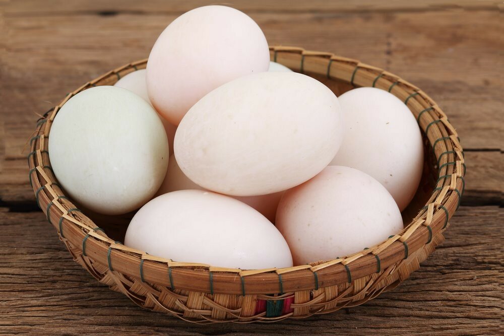 Гусиные яйца: едят или нет, размер, как приготовить