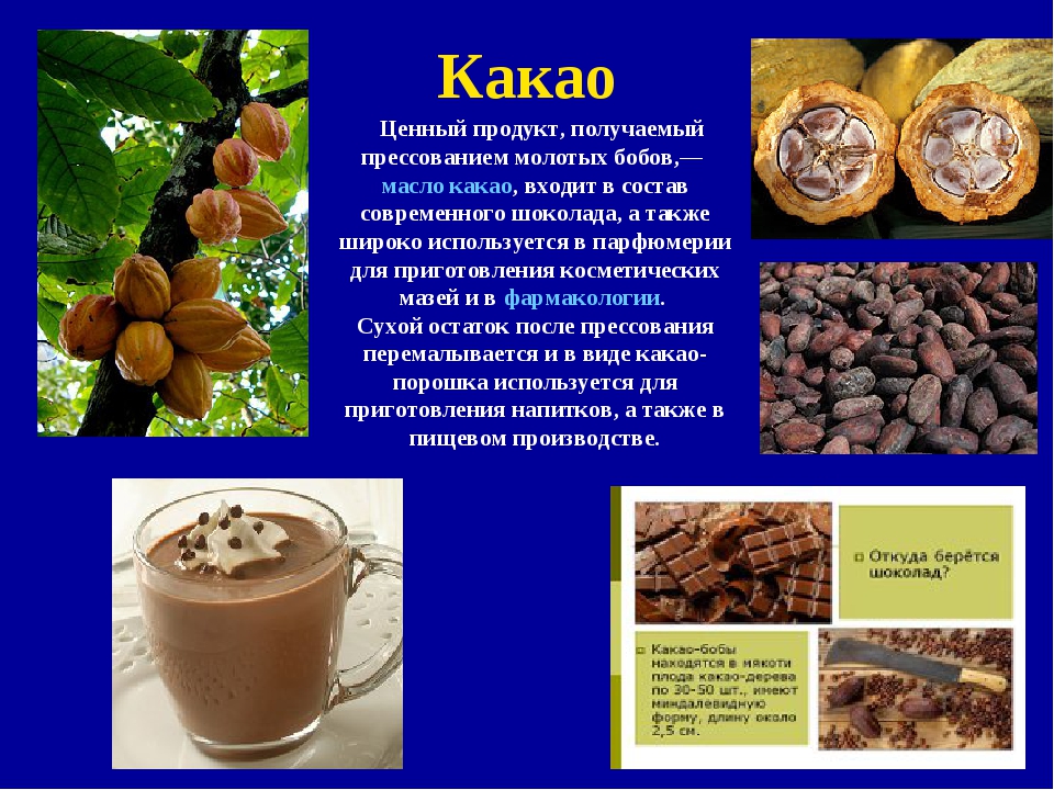 Какао бобы (криольо орех): описание, как выбрать, полезные свойства какао-бобов
